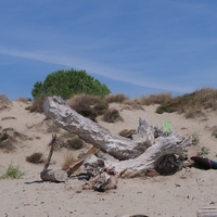 Photo de France - La randonnée de la Tamarissière